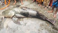 যমুনা নদীতে জেলের বড়শিতে ধরা পড়ল ১০৫ কেজির বাগাড়
