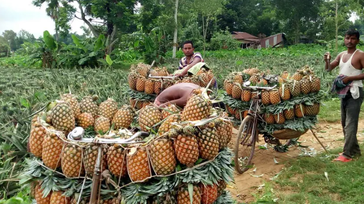পাকিস্তানে বাংলাদেশের আনারস রপ্তানির সুযোগ